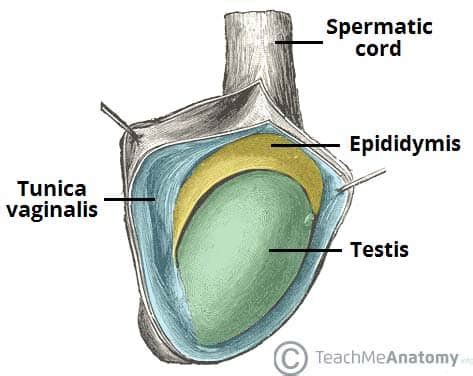 the thick whitish layer surrounding the testes is the|Ch.28 .